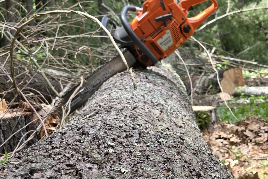 New England Tree Experts crew at work