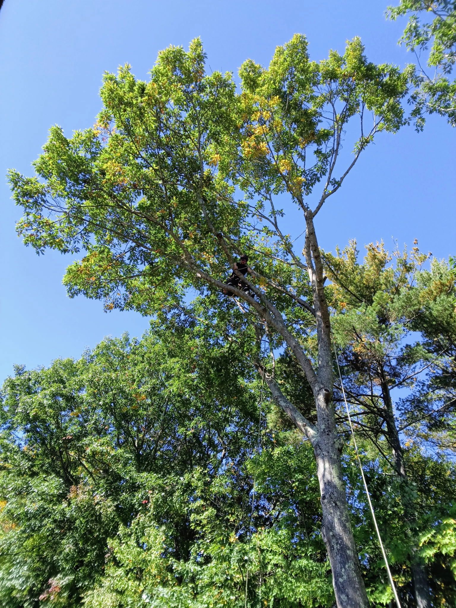 Arborist working high in tree canopy