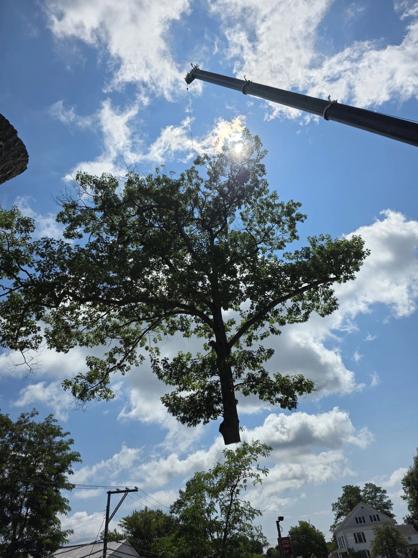 Crane lifting large tree during removal