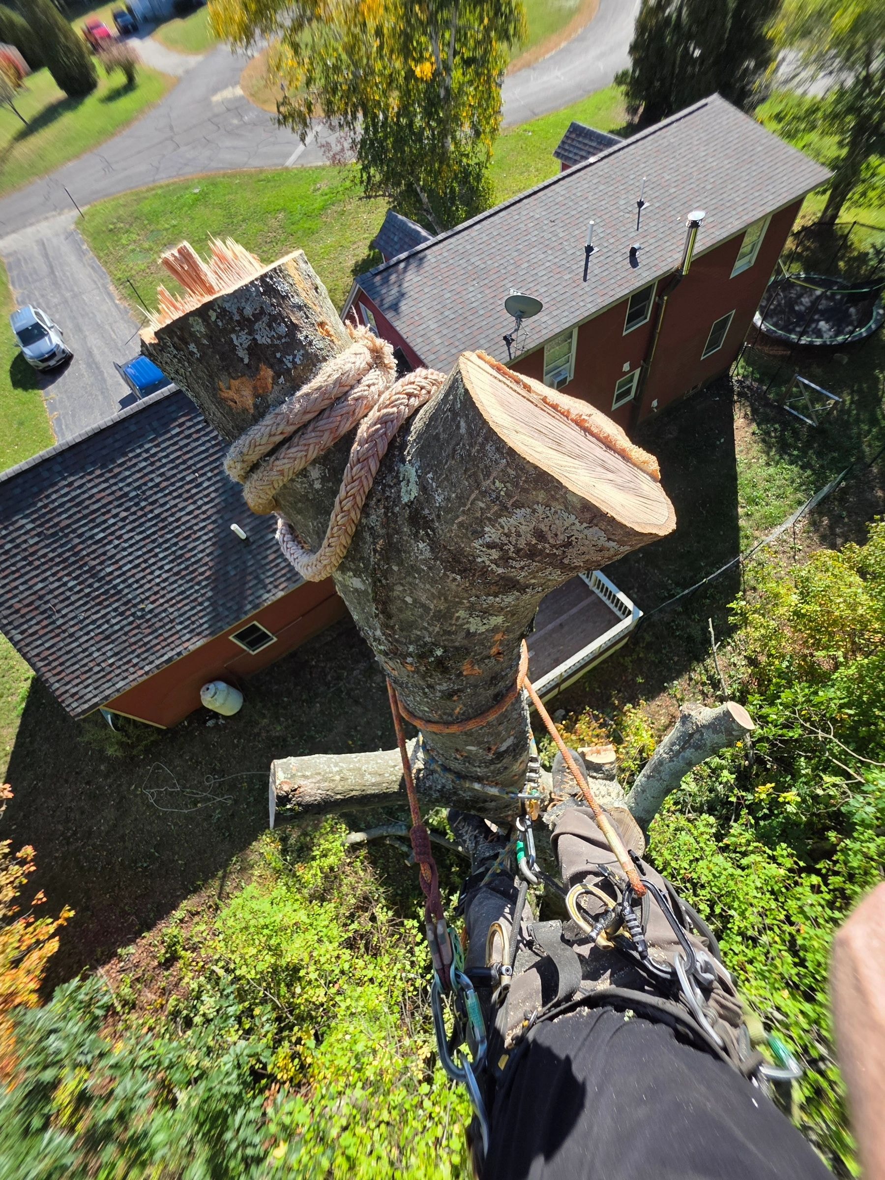 Aerial view of tree removal at residential property