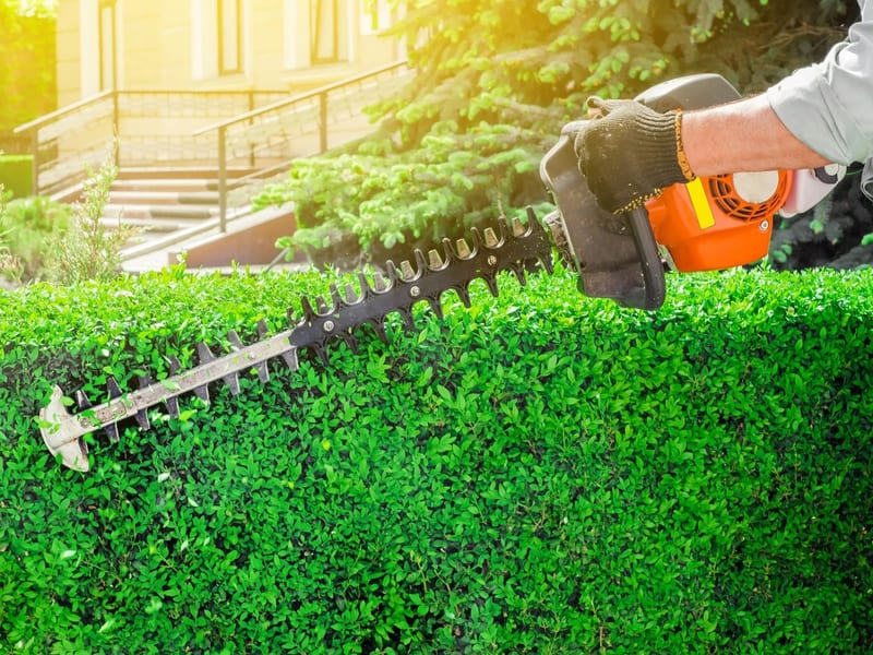 Ornamental Pruning