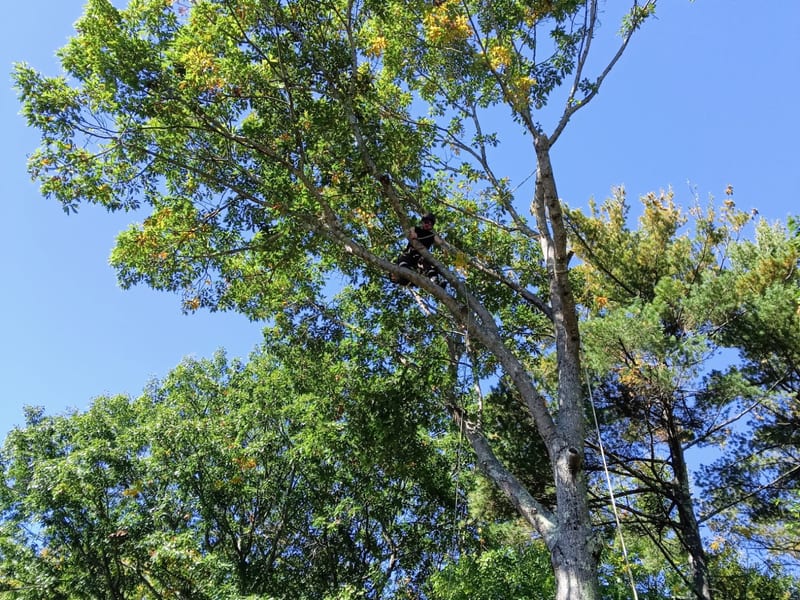 Tree Trimming
